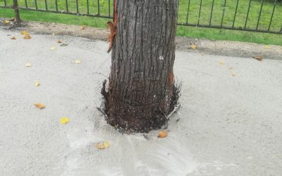 Via Avellino: alberi soffocati dal cemento